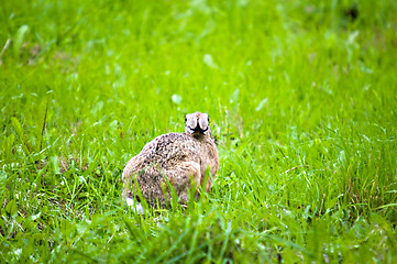 Image showing Hare