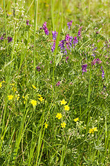 Image showing Meadow