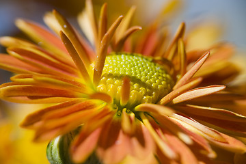 Image showing Orange Chrysanthemum