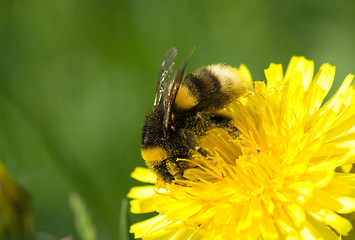 Image showing Bee