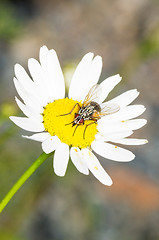 Image showing Tripleurospermum inodorum