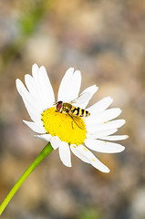 Image showing Tripleurospermum inodorum