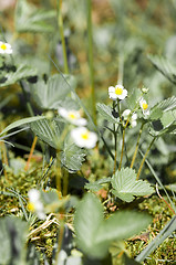 Image showing Wild strawberry