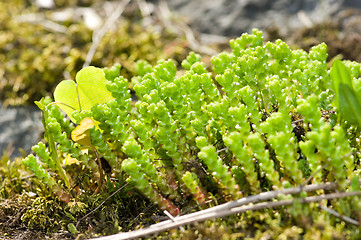 Image showing Sedum