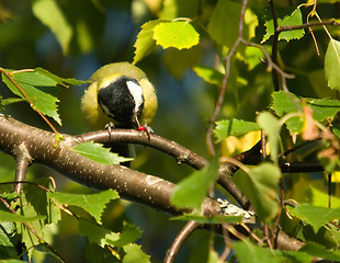 Image showing Parus major