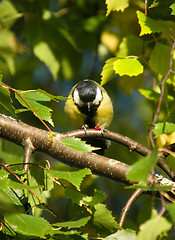 Image showing Parus major