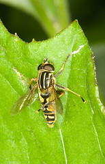 Image showing Fly