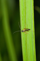 Image showing Insect