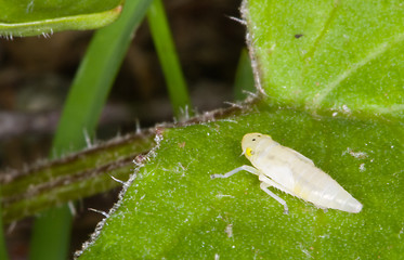 Image showing Insect