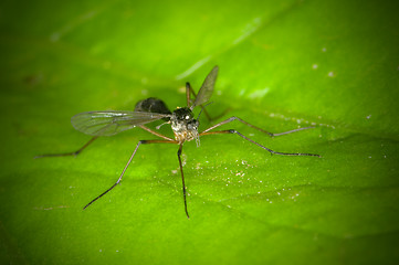 Image showing Insect