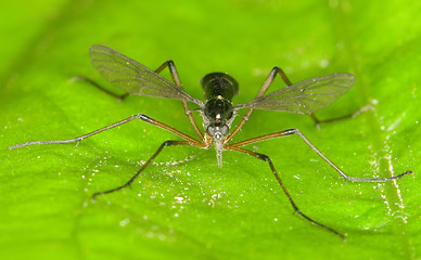 Image showing Insect