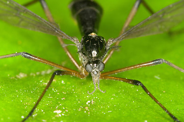 Image showing Insect