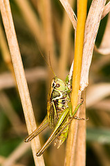 Image showing Grasshopper