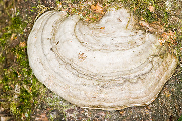 Image showing Polypore