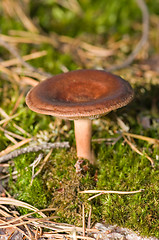 Image showing Mushroom