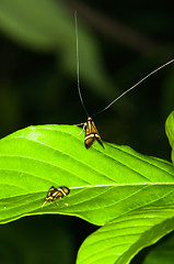 Image showing Nemophora degeerella