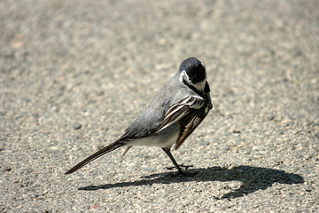 Image showing Motacilla alba