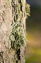 Image showing Lichen