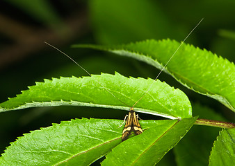 Image showing Butterfly