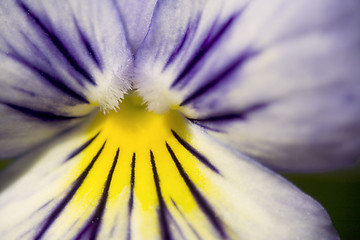 Image showing Blue and Yellow Pansy