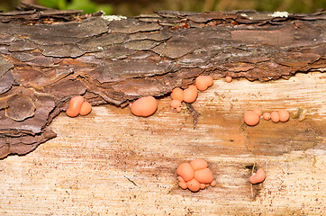 Image showing Lycogala epidendrum