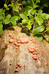 Image showing Lycogala epidendrum