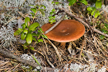 Image showing Mushroom