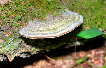 Image showing Polypore