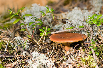 Image showing Mushroom