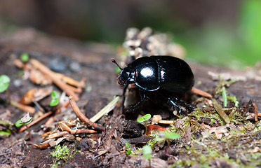 Image showing Beetle