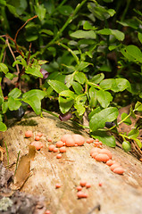 Image showing Lycogala epidendrum