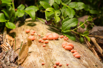 Image showing Mushrooms