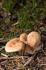 Image showing Mushrooms