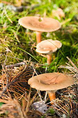 Image showing Mushrooms