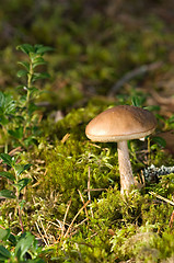 Image showing Mushroom