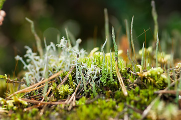 Image showing Lichen and moss