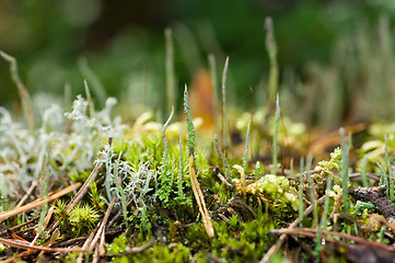 Image showing Lichen and moss