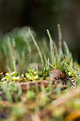 Image showing Lichen and moss