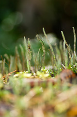 Image showing Lichen and moss