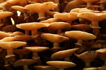 Image showing Honey fungus.