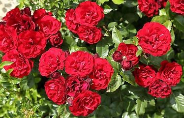 Image showing Red roses.