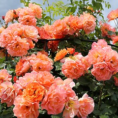 Image showing Roses