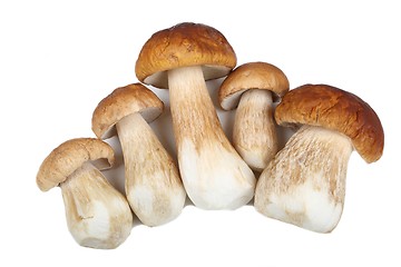 Image showing Porcini mushrooms