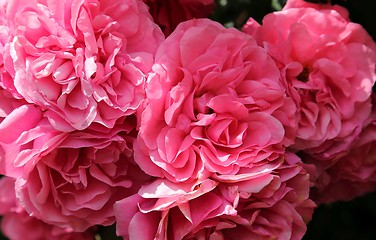 Image showing Pink roses.