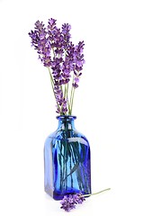 Image showing Lavender