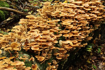 Image showing Honey fungus.