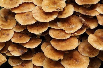 Image showing Honey fungus.