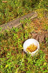 Image showing Cantharellus lutescens