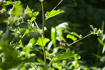Image showing Little bird
