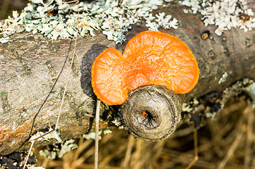 Image showing Polypore